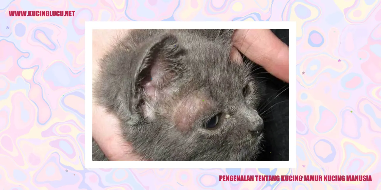 Gambar Kucing Jamur Kucing Manusia