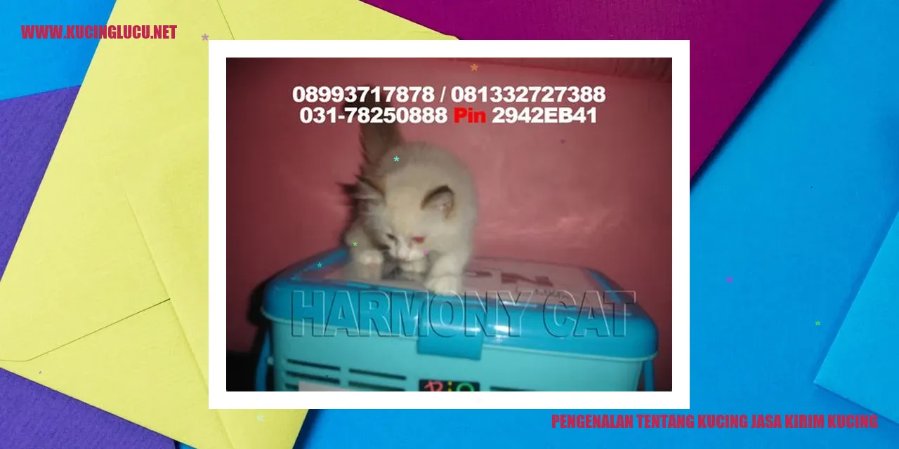 Gambar kucing jasa kirim kucing