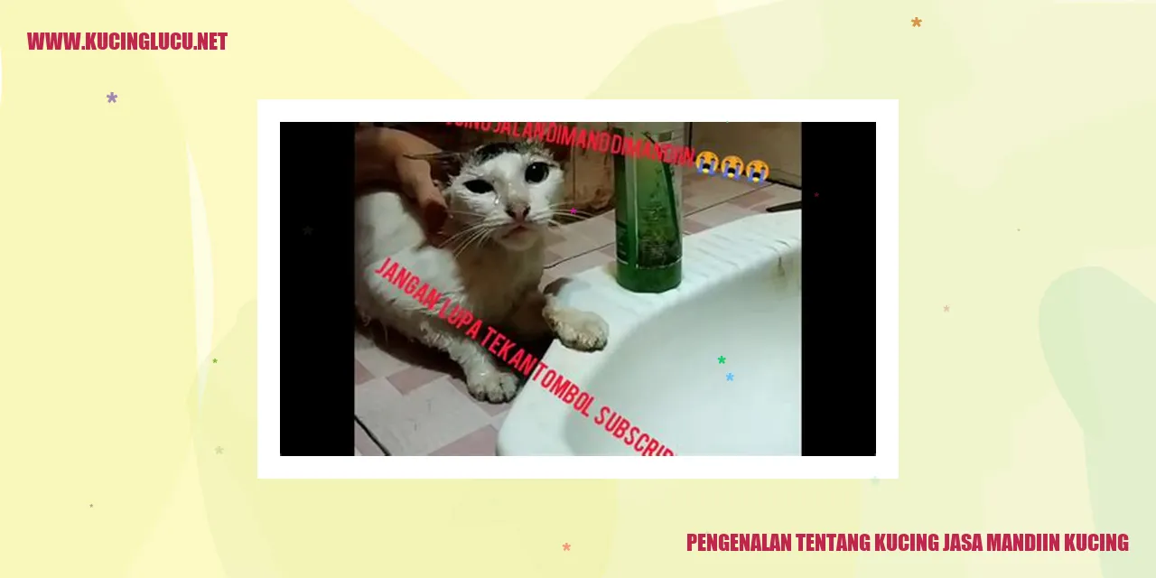 Kucing Jasa Mandiin Kucing