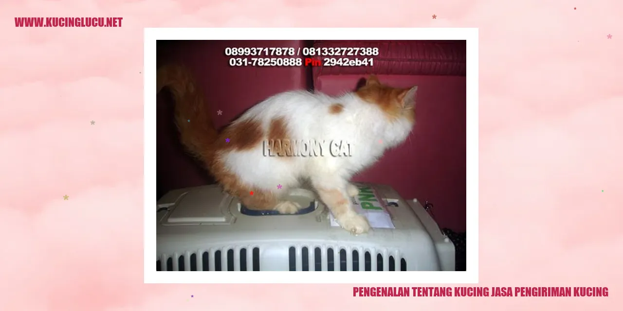 Kucing jasa pengiriman kucing
