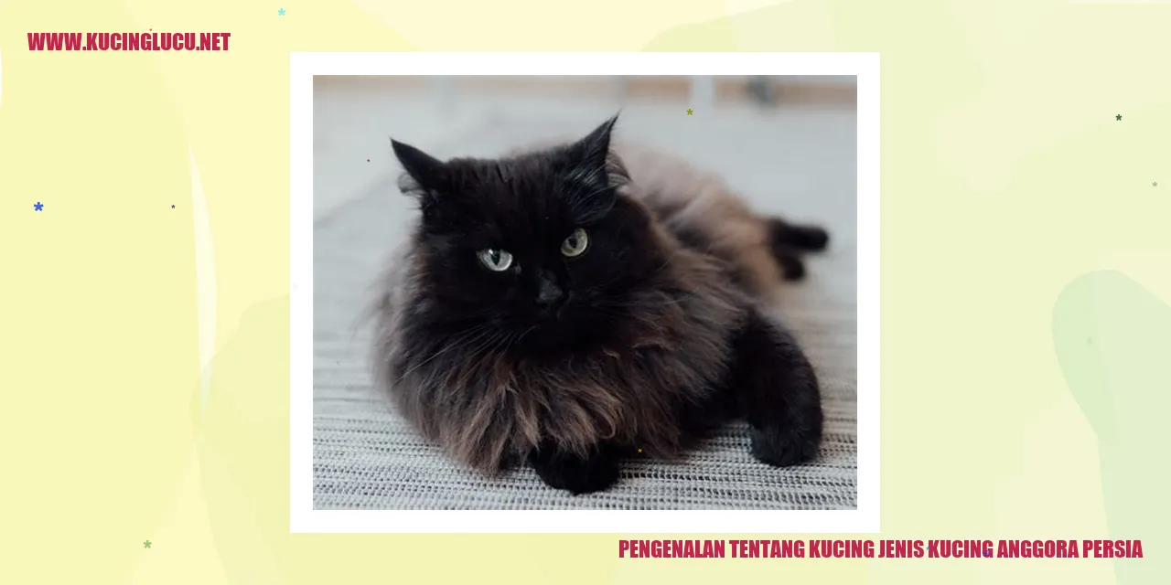 Kucing Anggora Persia