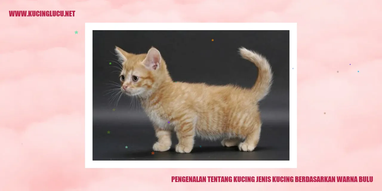 kucing dengan warna bulu yang berbeda