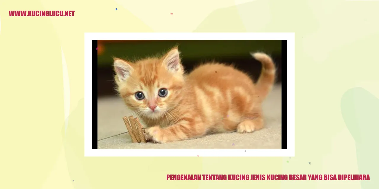 gambar kucing besar
