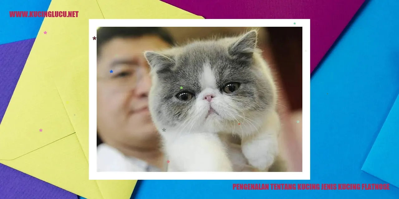 Kucing jenis Flatnose