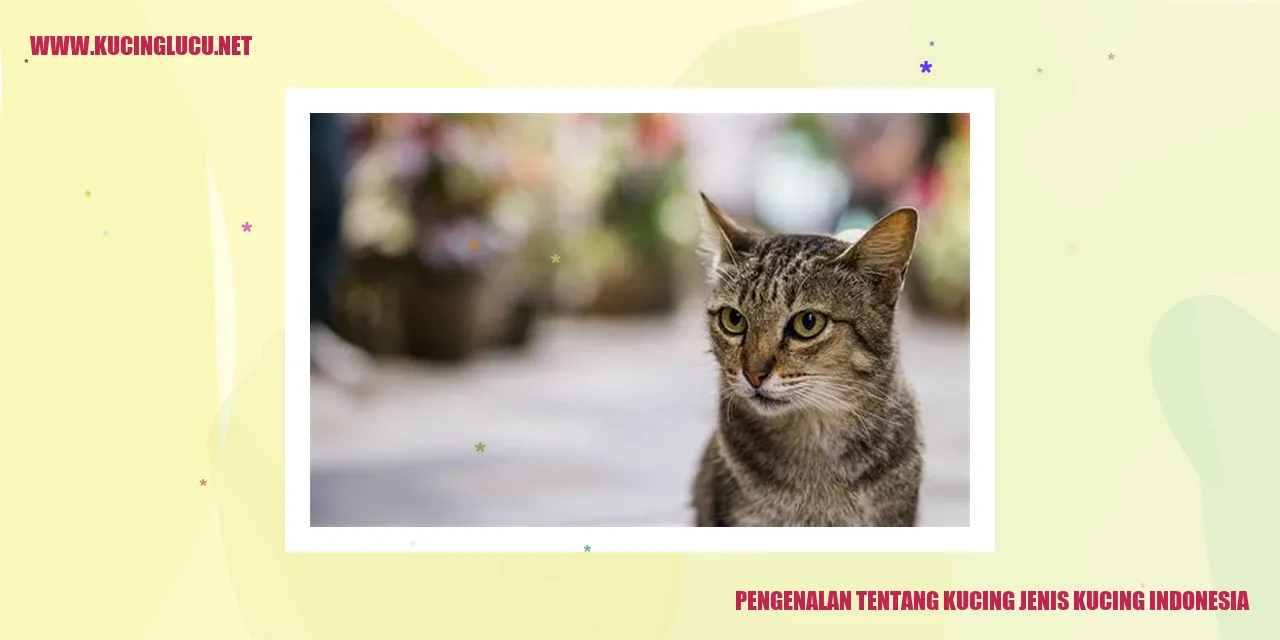 Gambar Kucing Indonesia