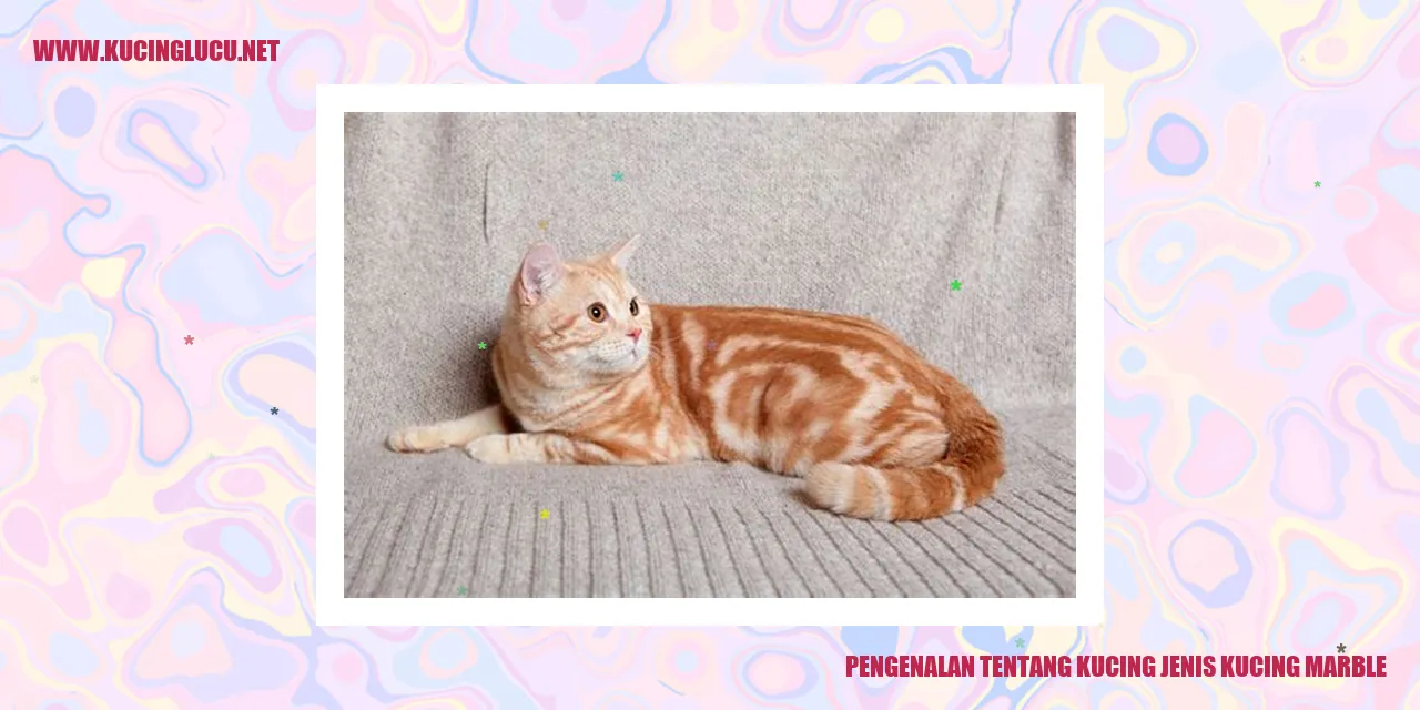 Gambar kucing jenis marble