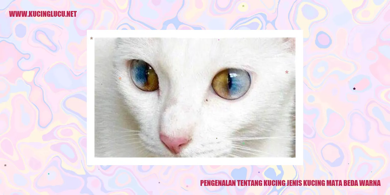 Kucing mata beda warna