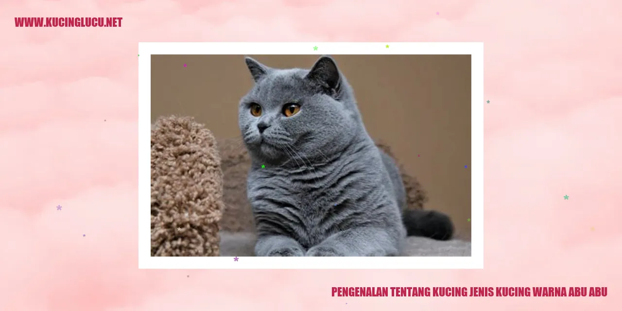 gambar kucing warna abu-abu yang menggemaskan