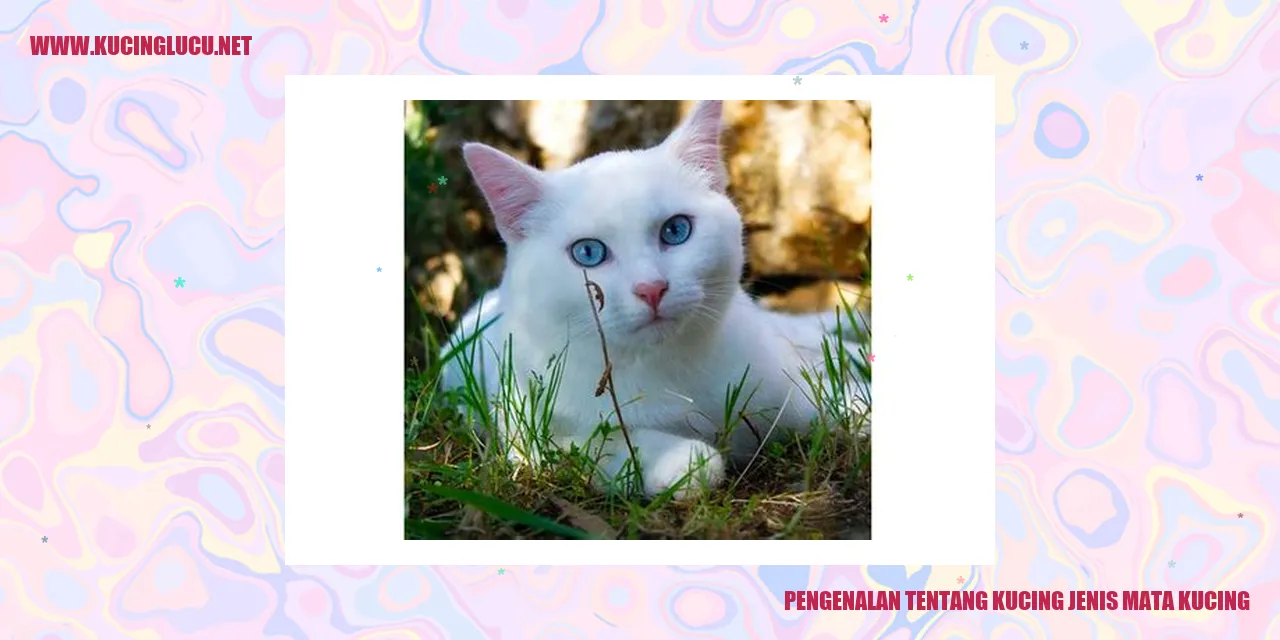 Kucing mata kucing