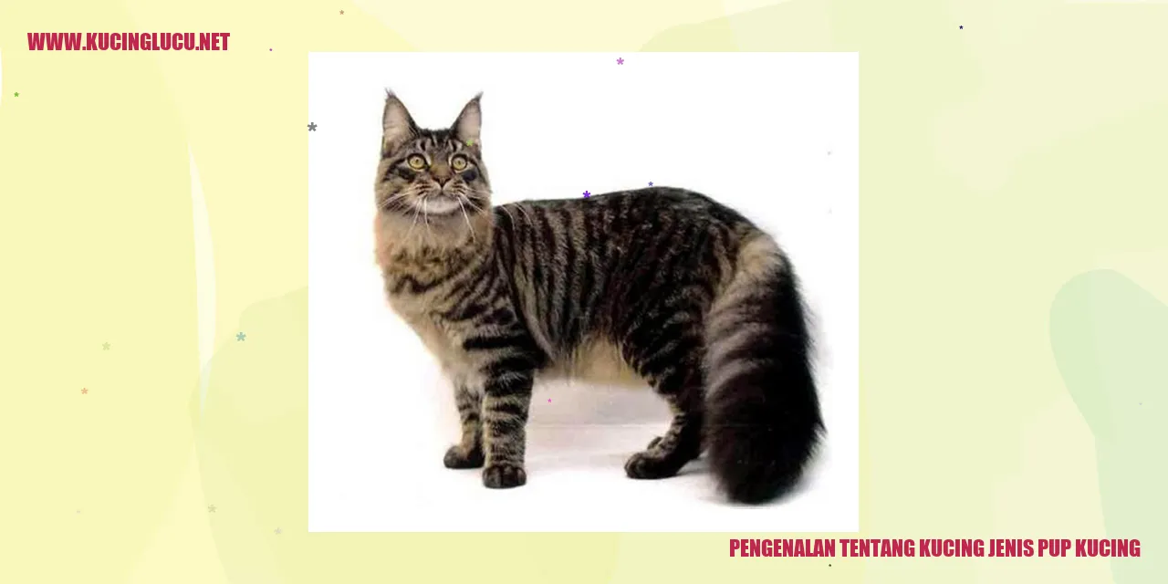 gambar kucing pup kucing