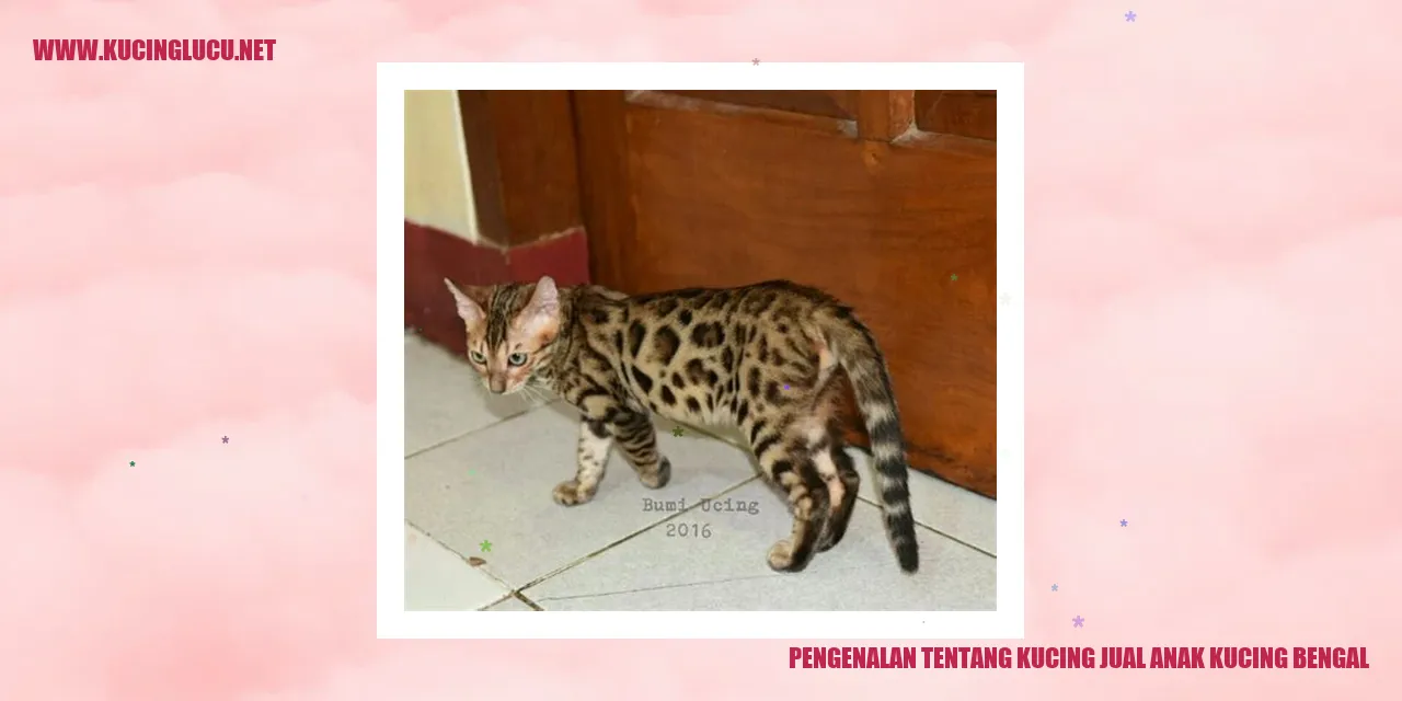 Gambar Anak Kucing Bengal