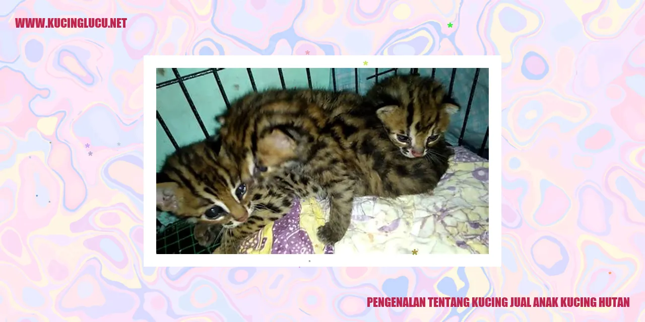 Anak Kucing Hutan