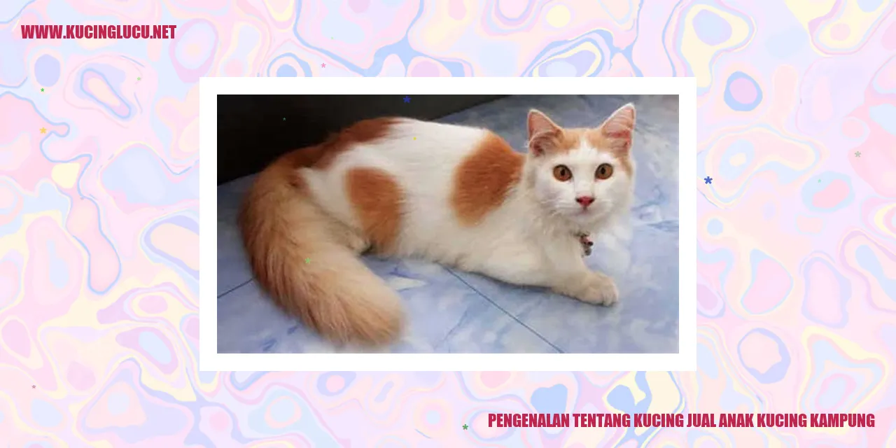 Kucing jual anak kucing kampung