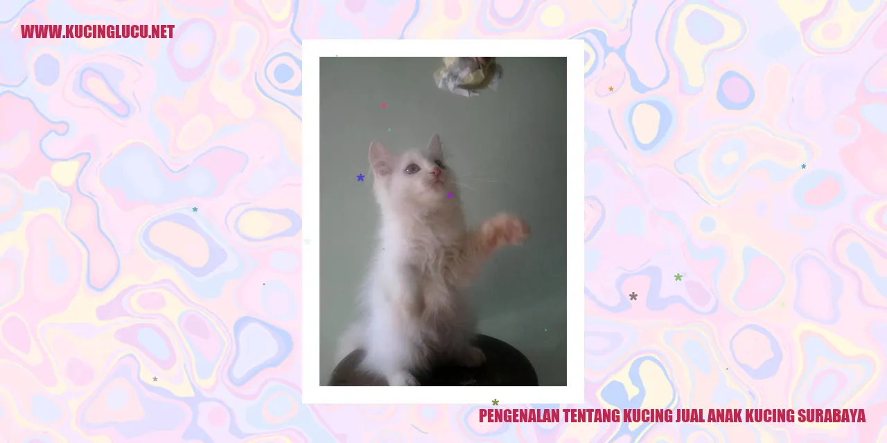 Gambar Kucing Lucu