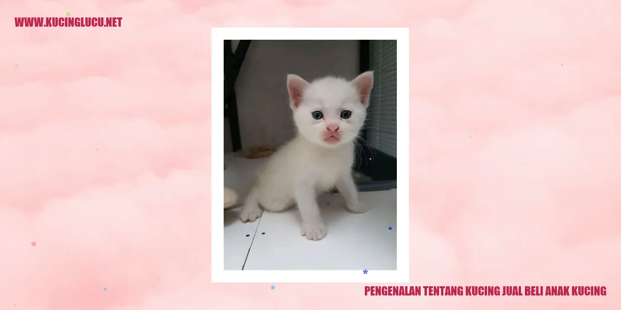 Kucing Jual Beli Anak Kucing