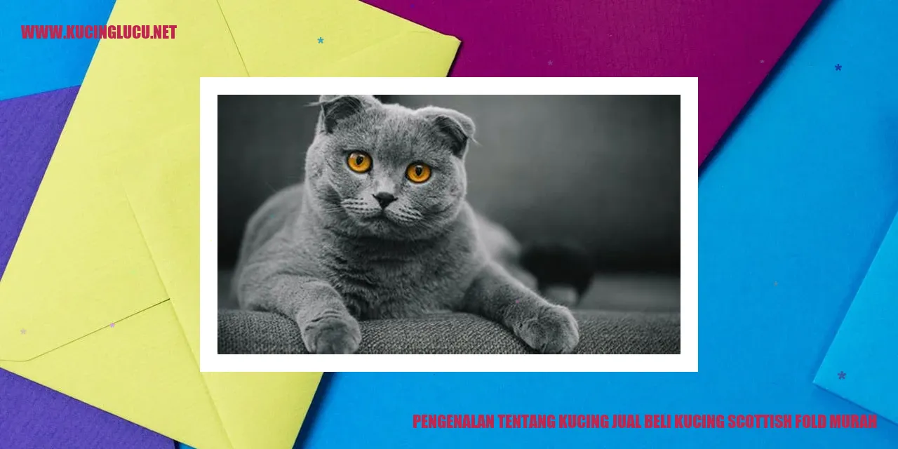 Gambar Kucing Scottish Fold Murah