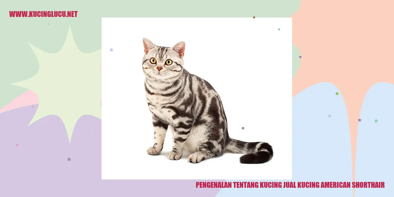 Pengenalan tentang Kucing jual kucing American Shorthair