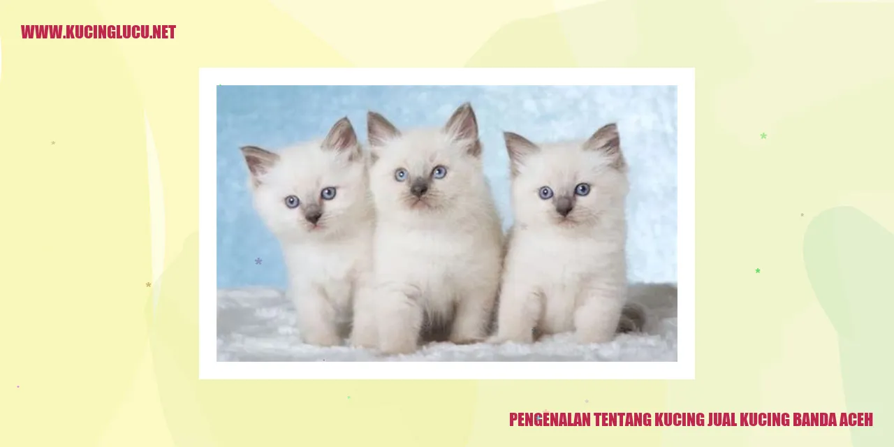 Kucing Jual Kucing Banda Aceh