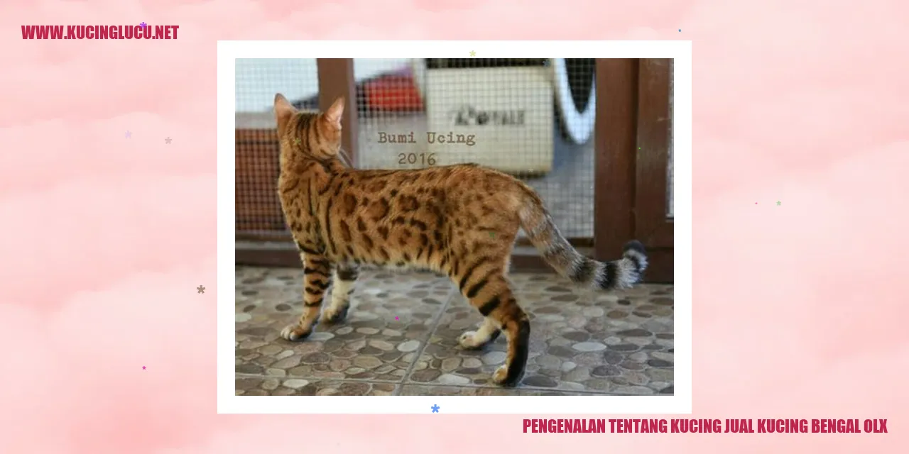 Gambar Kucing Bengal