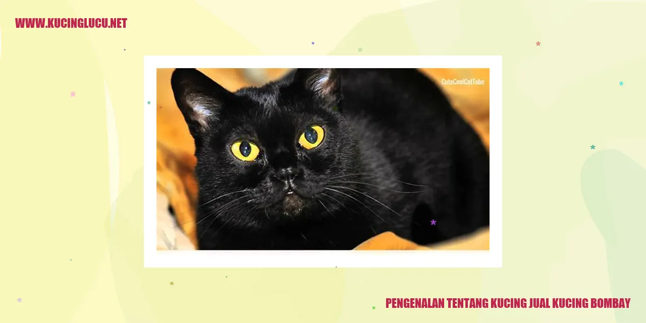 Kucing Bombay Menawan