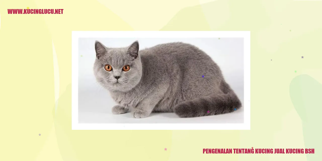 Gambar Kucing British Shorthair
