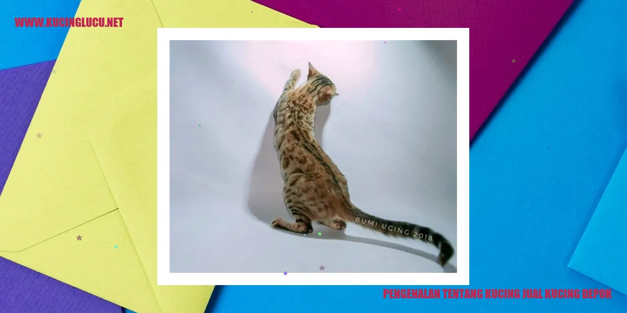 Gambar kucing