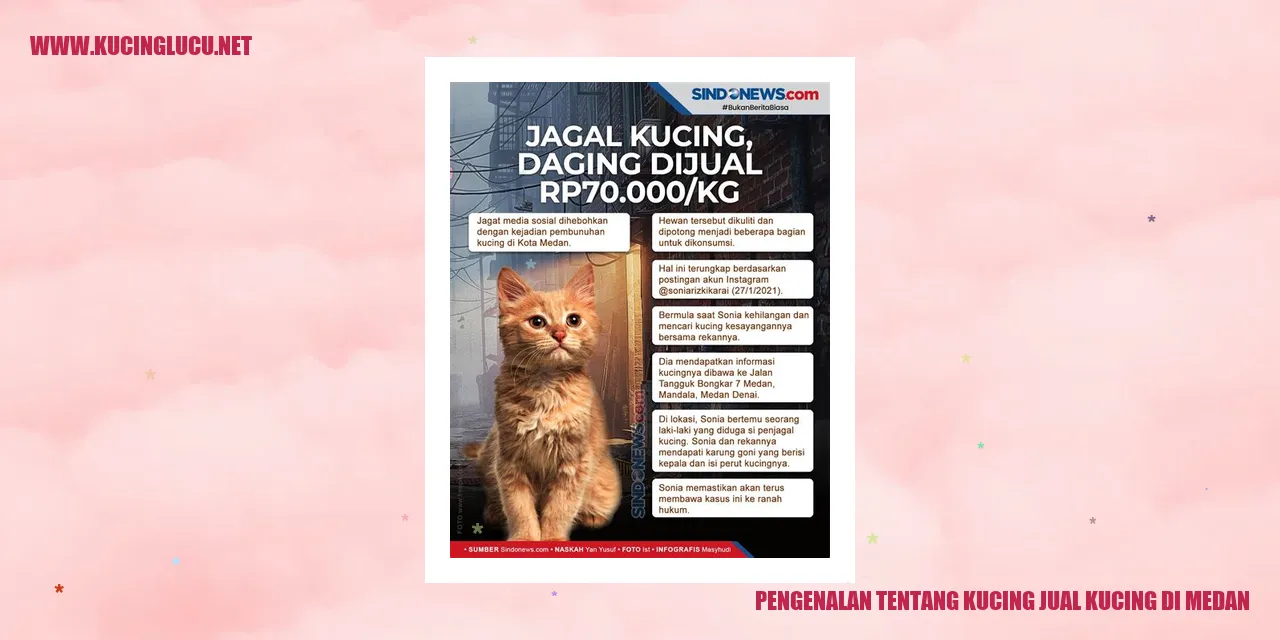 Kucing