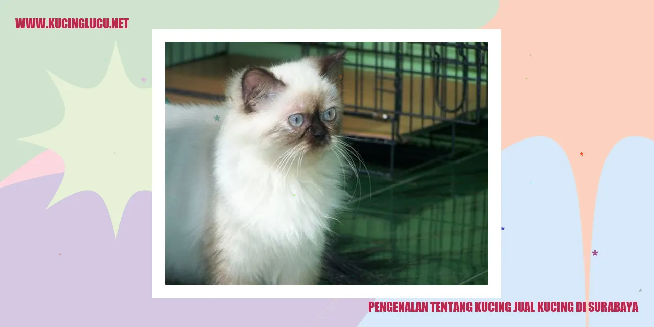 Gambar kucing