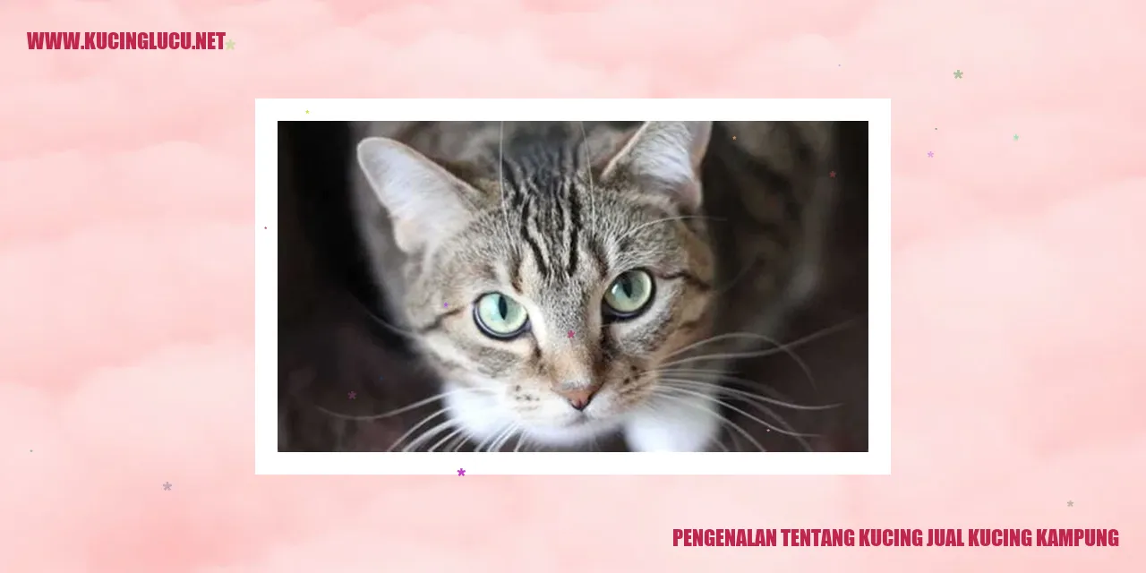 Kucing Jual Kucing Kampung