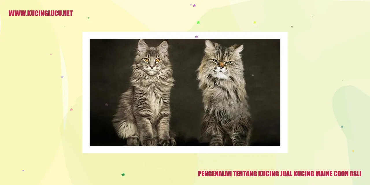 Kucing Maine Coon Asli