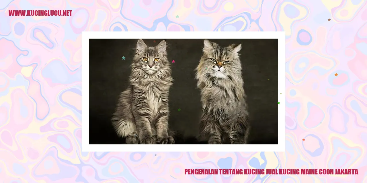 Gambar Kucing Maine Coon