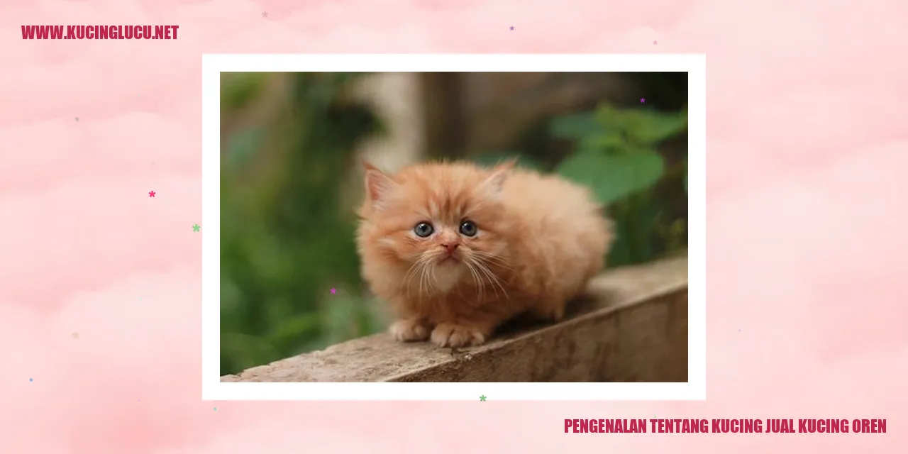 Kucing Oren