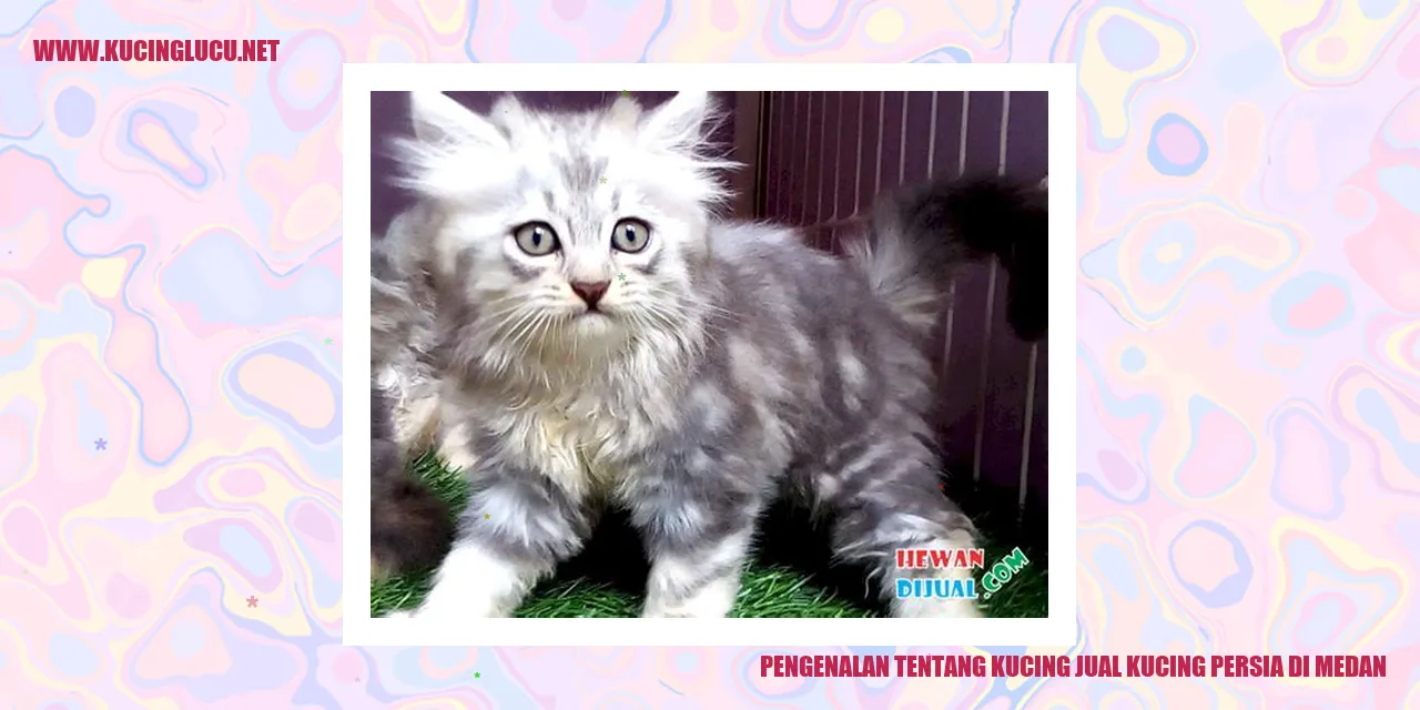 Kucing Persia