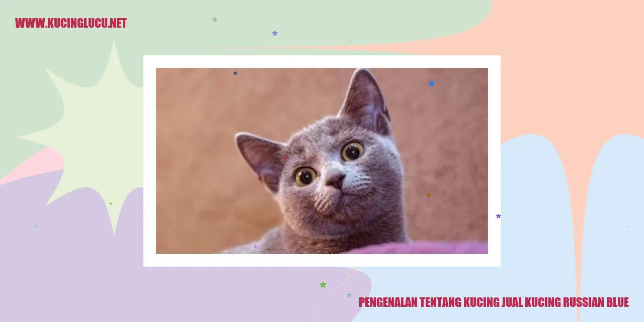 Gambar Kucing Russian Blue