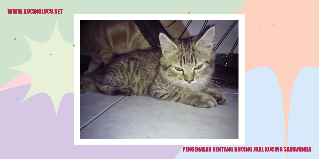 Kucing