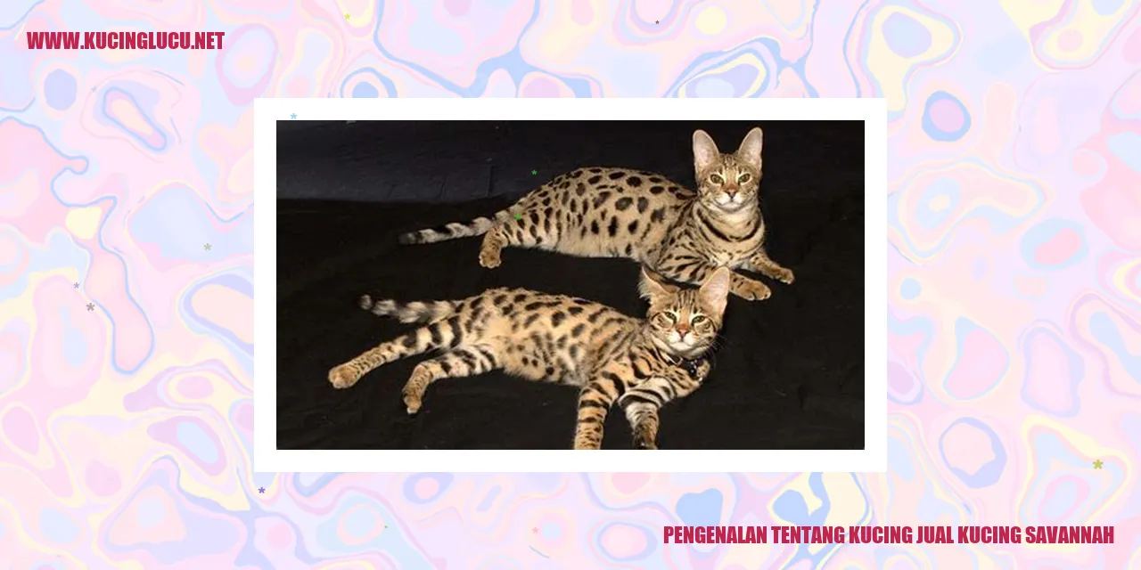 Gambar Kucing Savannah