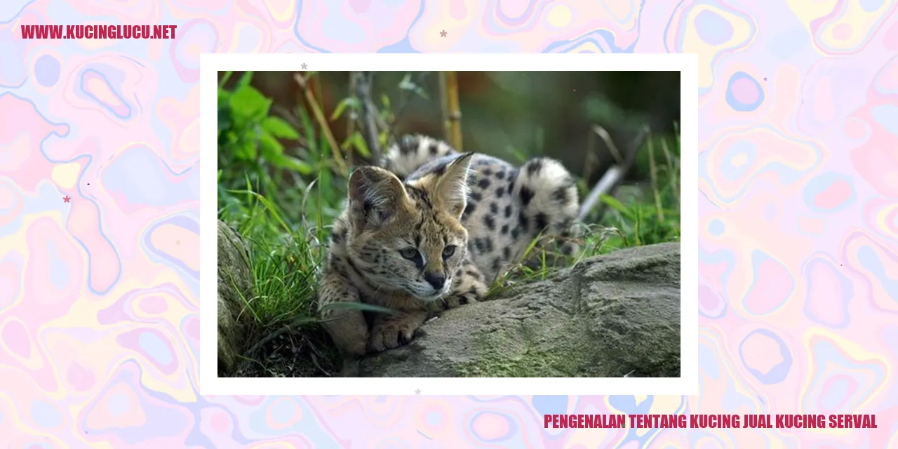 Kucing Serval