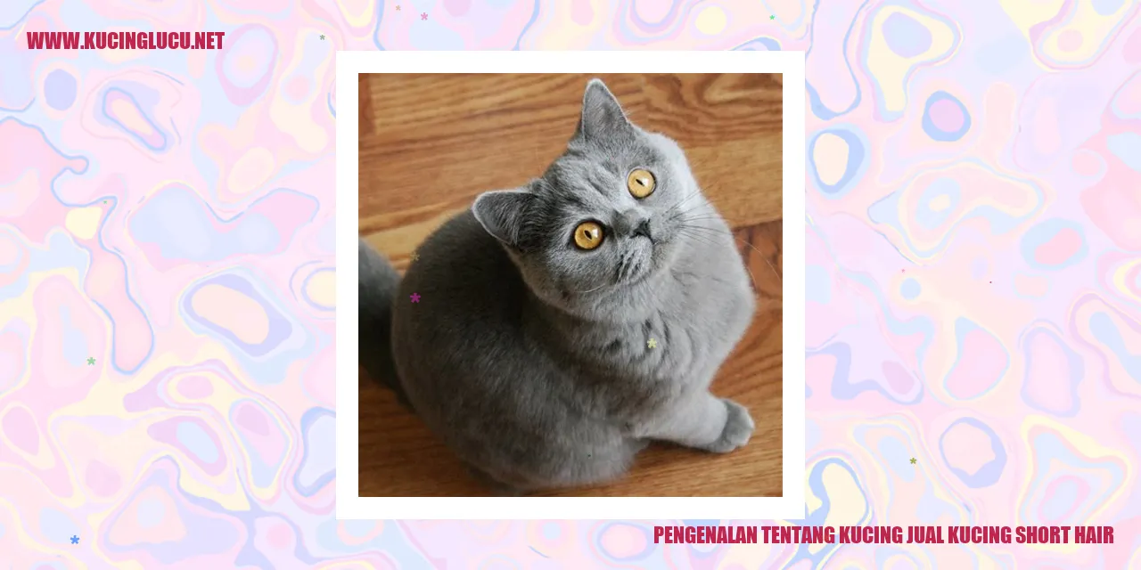 gambar kucing short hair