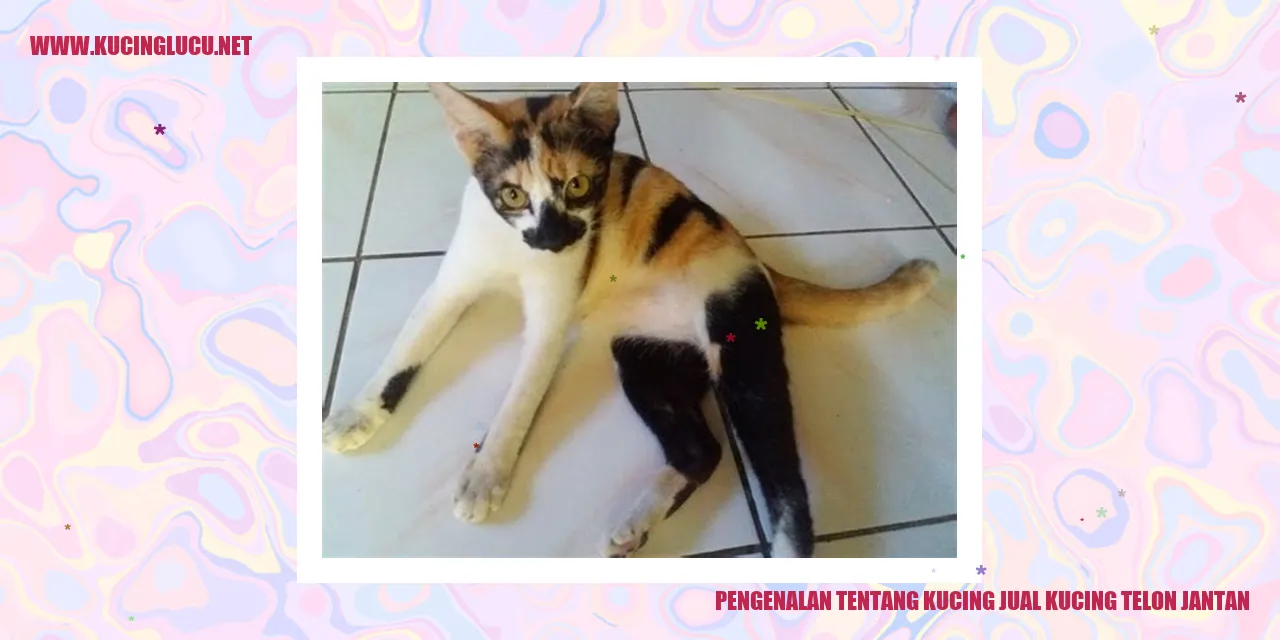 Kucing Jual Kucing Telon Jantan