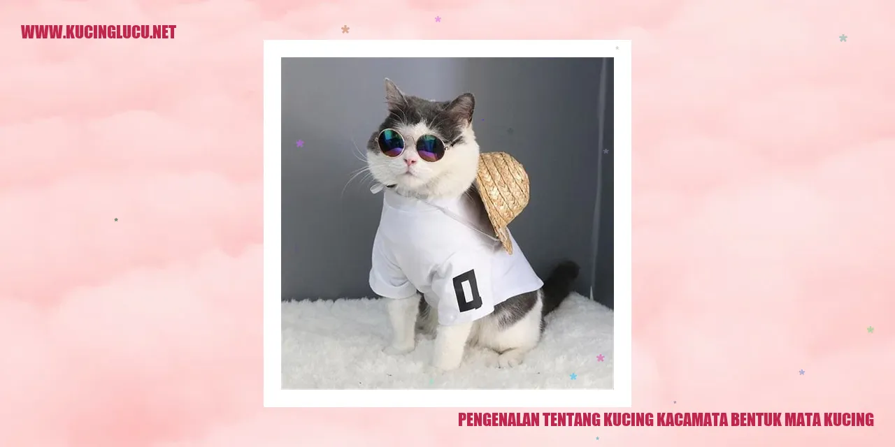 Kucing Kacamata Bentuk Mata Kucing