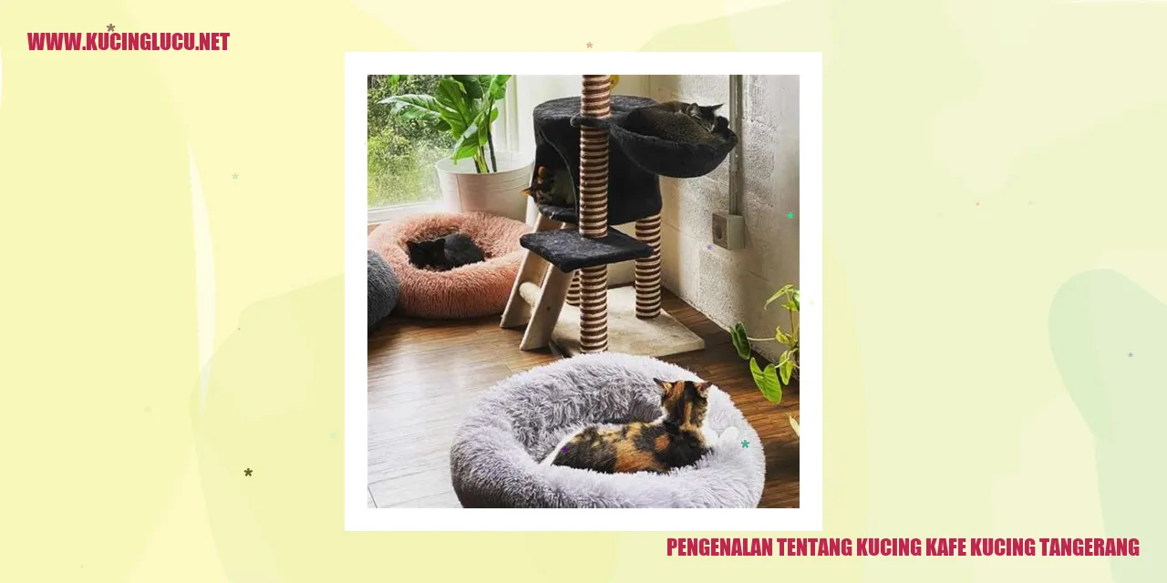 Kucing Kafe Tangerang