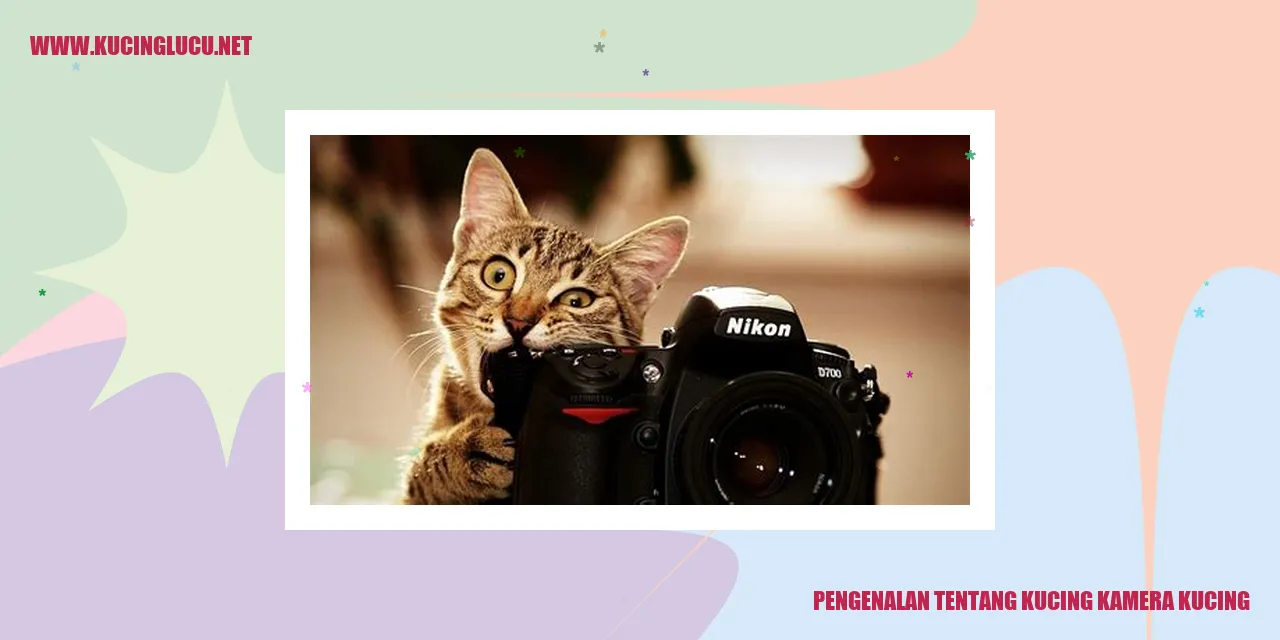 Gambar Kucing Kamera Kucing