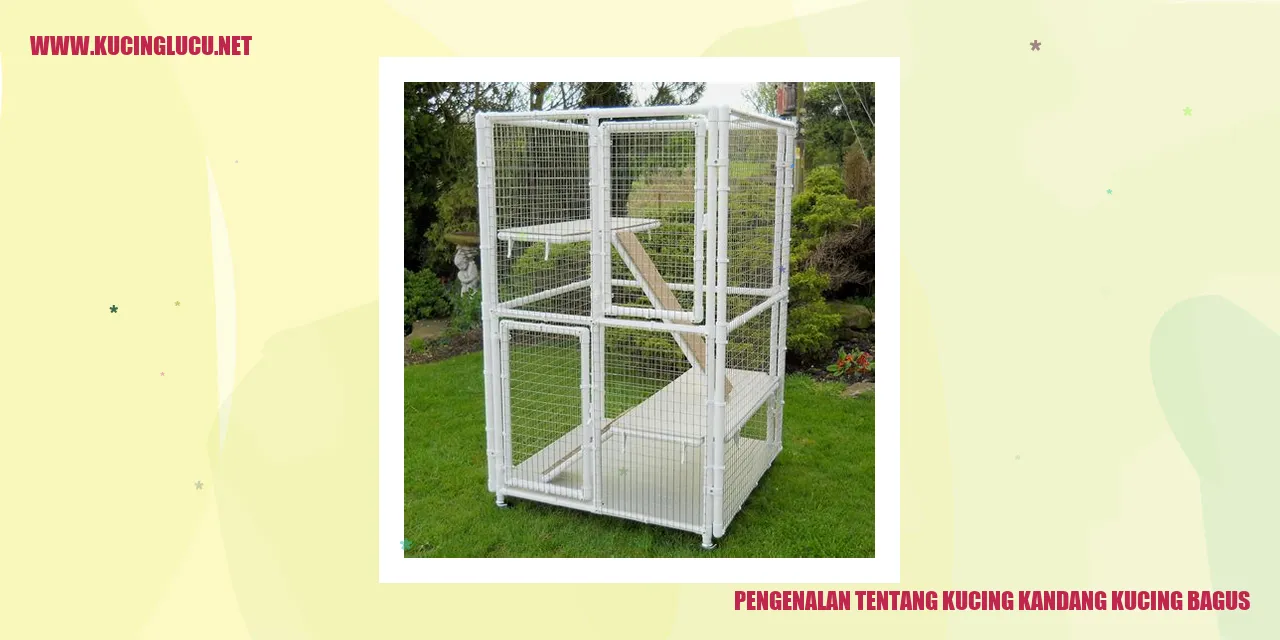 kucing lucu