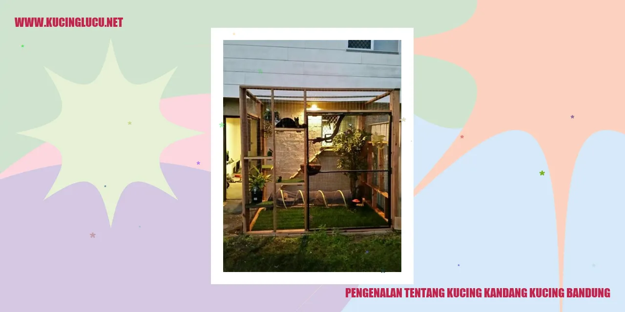 Gambar kucing kandang kucing bandung