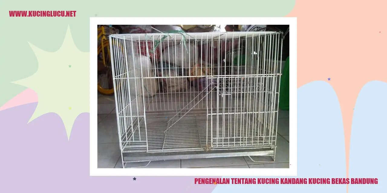 Foto kucing