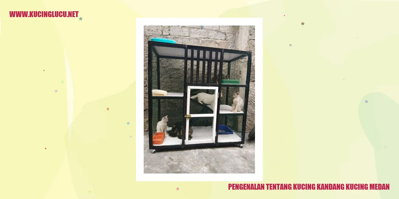 Kucing kandang kucing medan