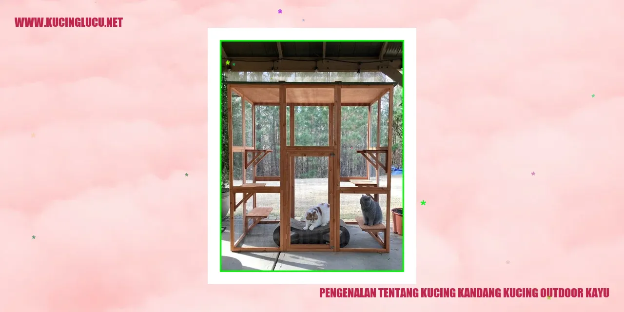 Kucing Kandang dan Kucing Outdoor Kayu