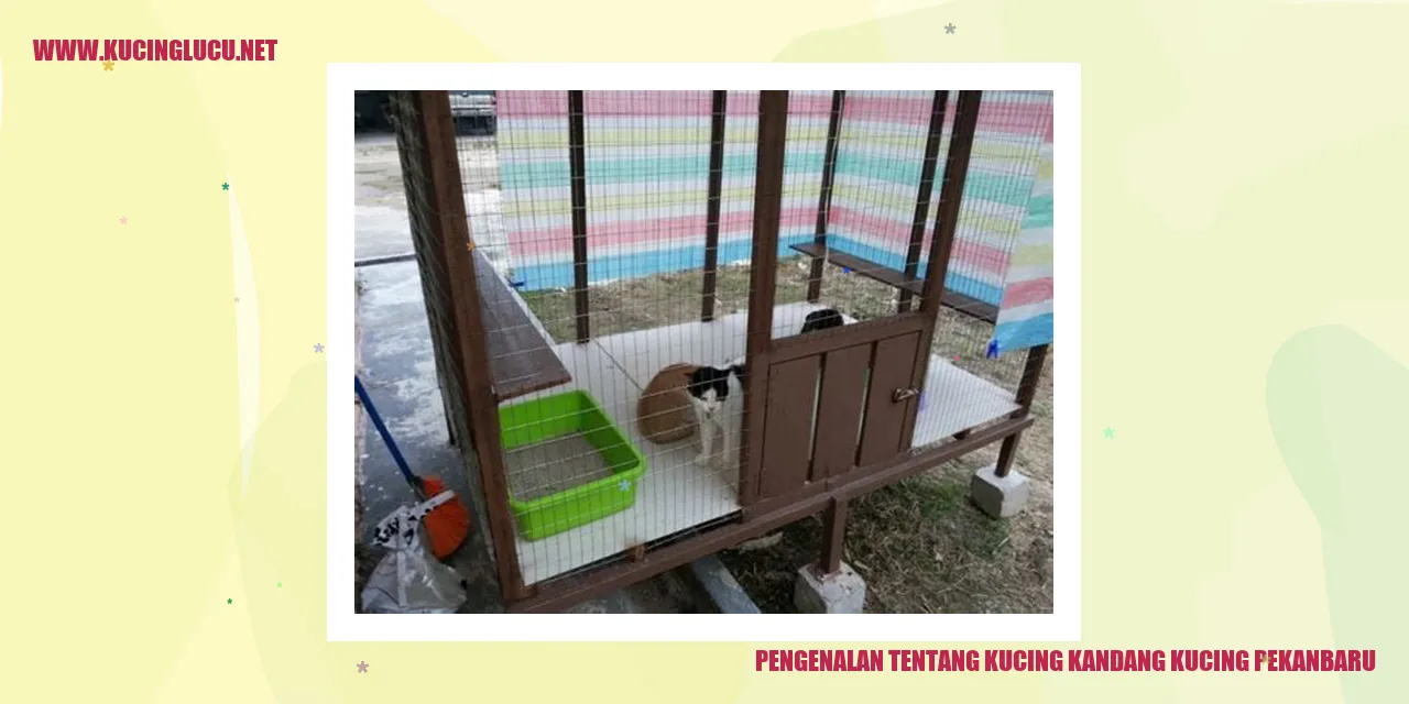 Gambar Kucing Kandang Pekanbaru
