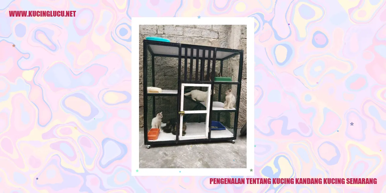 Kucing Kandang Kucing Semarang