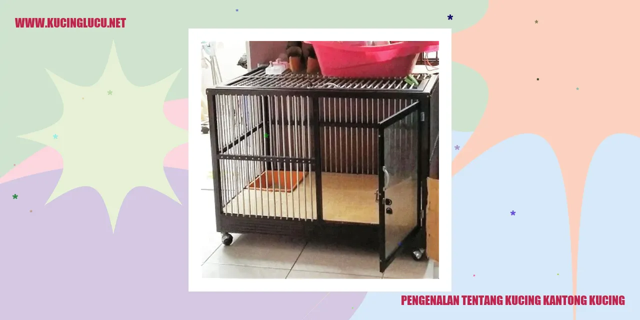 Kucing Kantong Kucing
